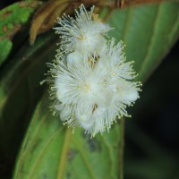Symplocos macrophylla Wall. ex DC.